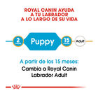 Royal Canin Puppy Labrador Retriever ração para cães, , large image number null